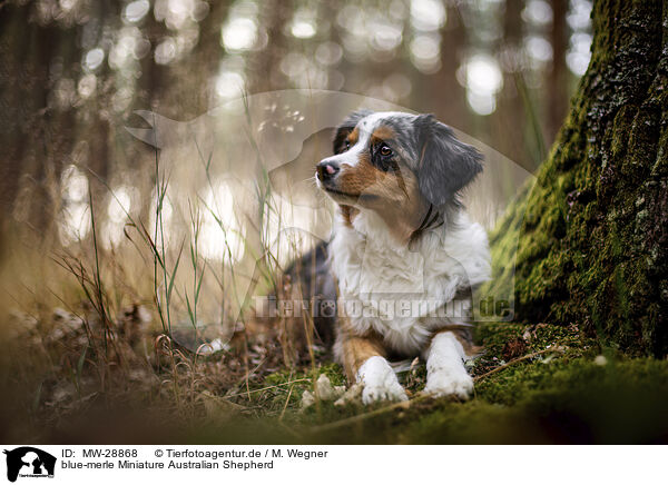 blue-merle Miniature Australian Shepherd / MW-28868