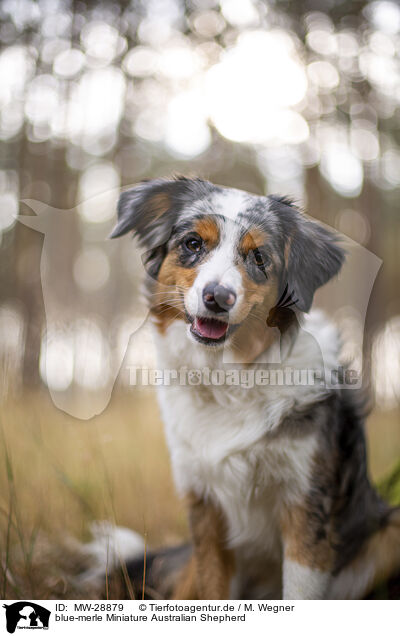 blue-merle Miniature Australian Shepherd / blue-merle Miniature Australian Shepherd / MW-28879