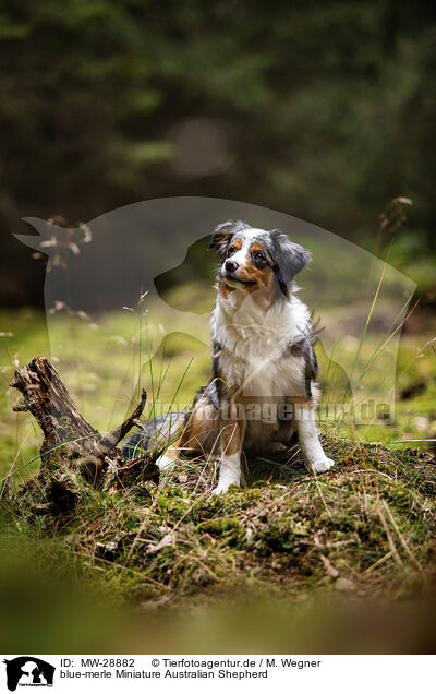 blue-merle Miniature Australian Shepherd / blue-merle Miniature Australian Shepherd / MW-28882