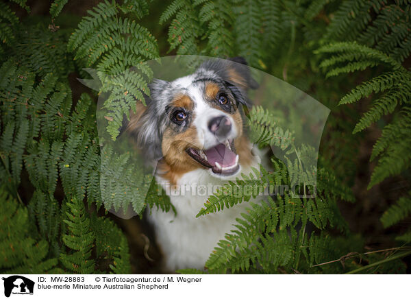 blue-merle Miniature Australian Shepherd / blue-merle Miniature Australian Shepherd / MW-28883