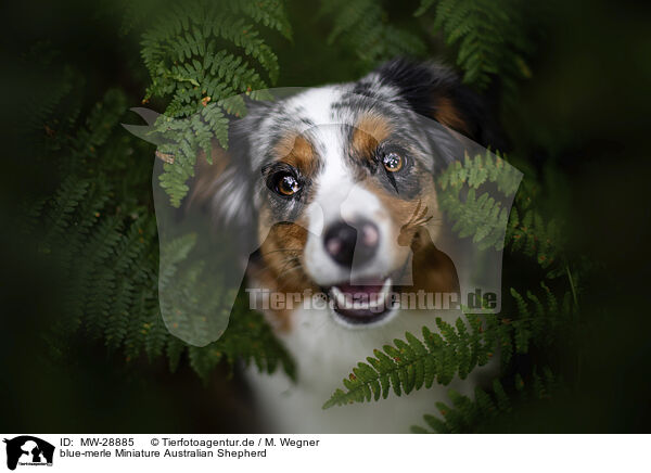 blue-merle Miniature Australian Shepherd / blue-merle Miniature Australian Shepherd / MW-28885