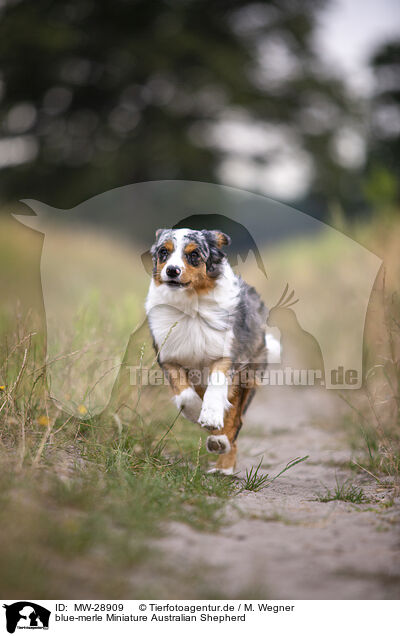 blue-merle Miniature Australian Shepherd / MW-28909
