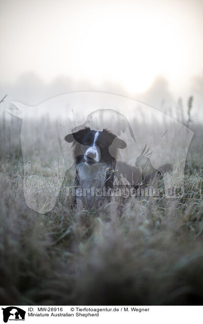 Miniature Australian Shepherd / Miniature Australian Shepherd / MW-28916