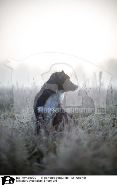 Miniature Australian Shepherd / Miniature Australian Shepherd / MW-28920