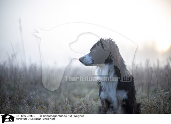 Miniature Australian Shepherd / Miniature Australian Shepherd / MW-28932