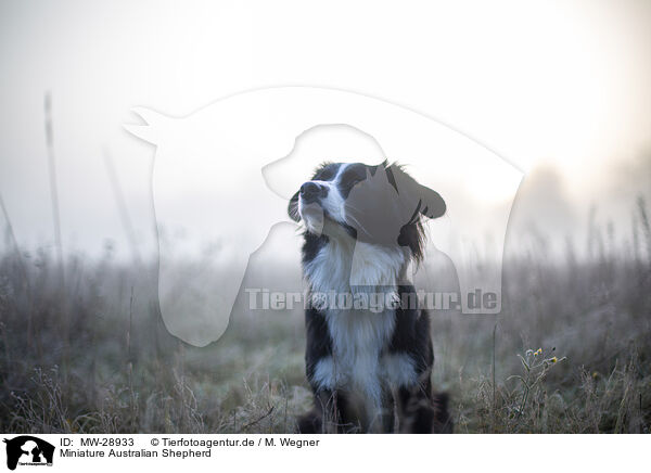 Miniature Australian Shepherd / Miniature Australian Shepherd / MW-28933