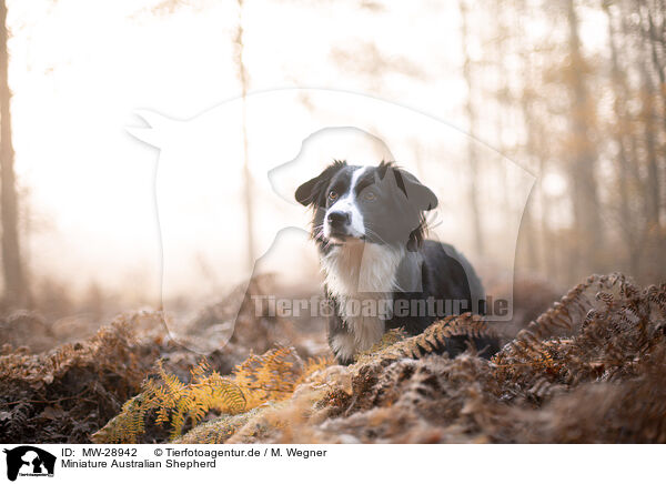 Miniature Australian Shepherd / Miniature Australian Shepherd / MW-28942