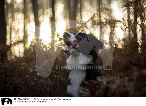 Miniature Australian Shepherd / Miniature Australian Shepherd / MW-28956