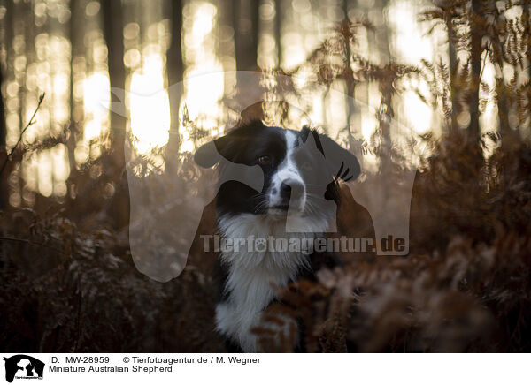 Miniature Australian Shepherd / Miniature Australian Shepherd / MW-28959