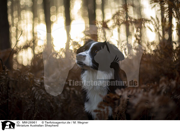 Miniature Australian Shepherd / Miniature Australian Shepherd / MW-28961