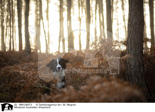 Miniature Australian Shepherd / Miniature Australian Shepherd / MW-28973