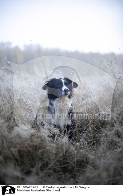 Miniature Australian Shepherd / Miniature Australian Shepherd / MW-28981