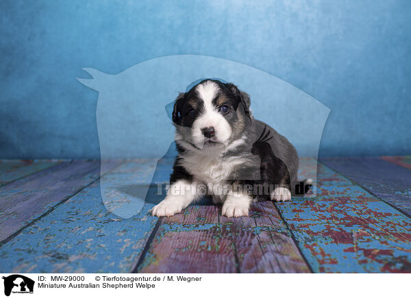 Miniature Australian Shepherd Welpe / Miniature Australian Shepherd puppy / MW-29000