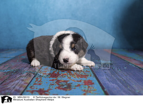 Miniature Australian Shepherd Welpe / Miniature Australian Shepherd puppy / MW-29010