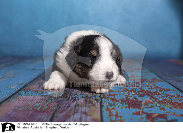 Miniature Australian Shepherd Welpe / MW-29011