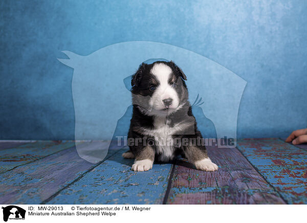 Miniature Australian Shepherd Welpe / MW-29013