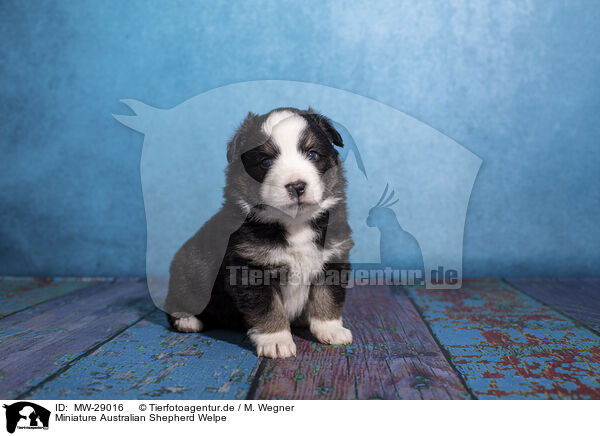 Miniature Australian Shepherd Welpe / Miniature Australian Shepherd puppy / MW-29016