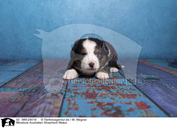Miniature Australian Shepherd Welpe / MW-29018
