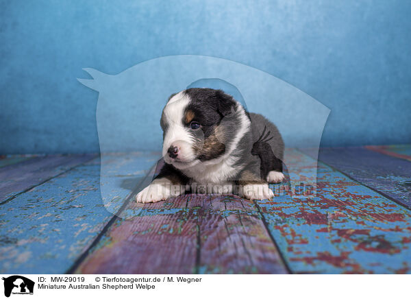 Miniature Australian Shepherd Welpe / Miniature Australian Shepherd puppy / MW-29019