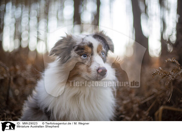 Miniature Australian Shepherd / Miniature Australian Shepherd / MW-29023