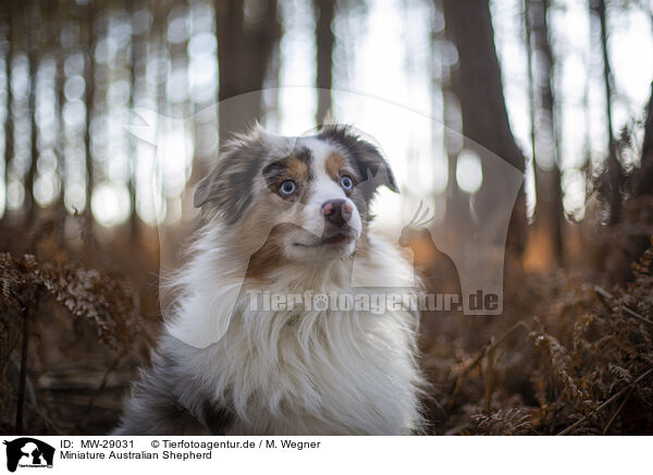 Miniature Australian Shepherd / Miniature Australian Shepherd / MW-29031