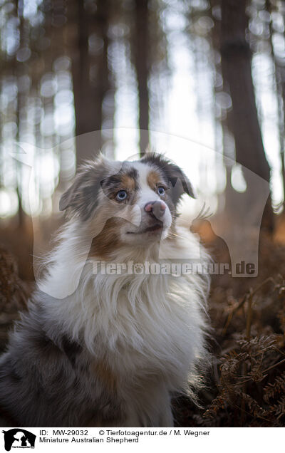 Miniature Australian Shepherd / Miniature Australian Shepherd / MW-29032