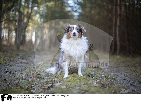 Miniature Australian Shepherd / Miniature Australian Shepherd / MW-29044