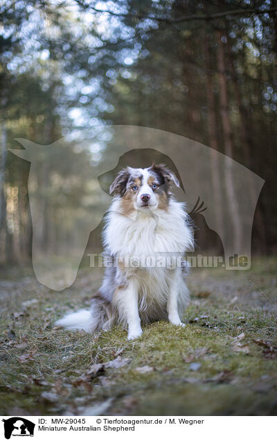 Miniature Australian Shepherd / Miniature Australian Shepherd / MW-29045