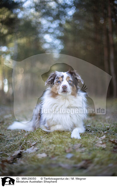 Miniature Australian Shepherd / Miniature Australian Shepherd / MW-29050