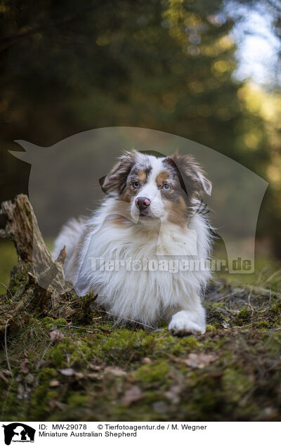 Miniature Australian Shepherd / Miniature Australian Shepherd / MW-29078