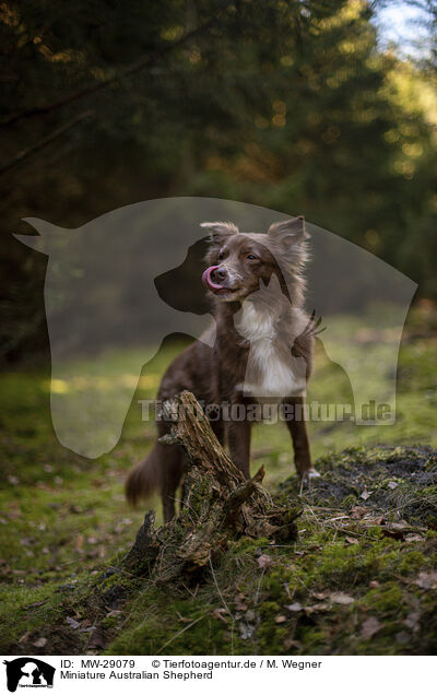 Miniature Australian Shepherd / Miniature Australian Shepherd / MW-29079
