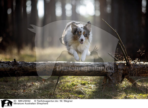 Miniature Australian Shepherd / Miniature Australian Shepherd / MW-29092