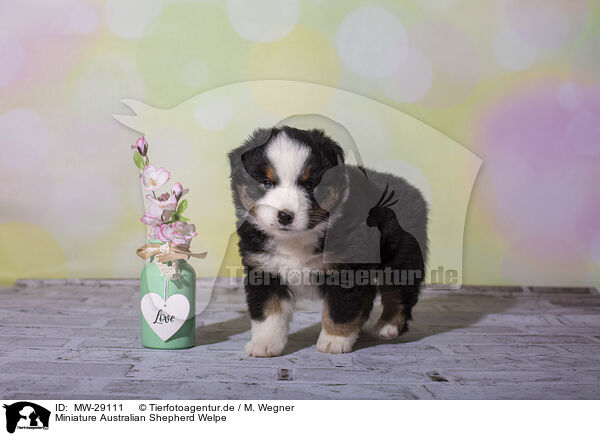 Miniature Australian Shepherd Welpe / MW-29111