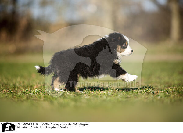 Miniature Australian Shepherd Welpe / MW-29116