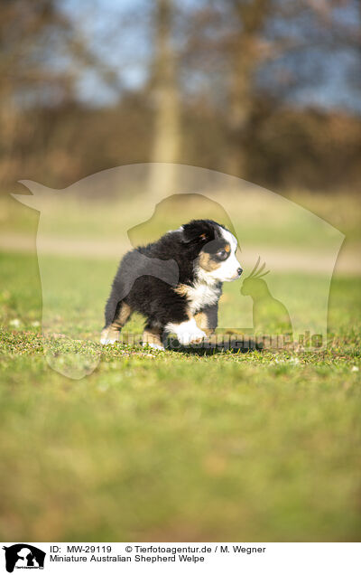 Miniature Australian Shepherd Welpe / MW-29119