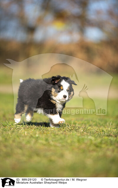 Miniature Australian Shepherd Welpe / Miniature Australian Shepherd puppy / MW-29120