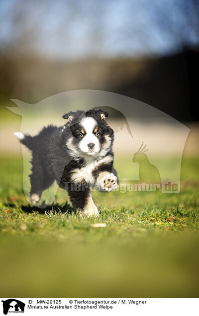 Miniature Australian Shepherd Welpe / MW-29125