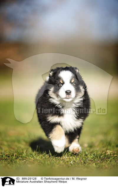 Miniature Australian Shepherd Welpe / MW-29128