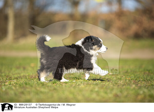 Miniature Australian Shepherd Welpe / MW-29137