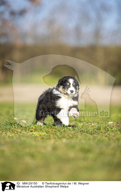 Miniature Australian Shepherd Welpe / MW-29150