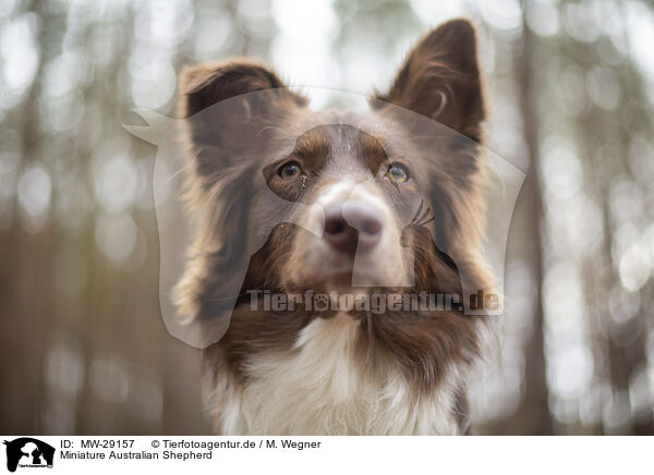 Miniature Australian Shepherd / MW-29157