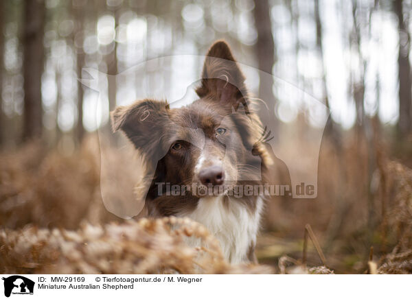 Miniature Australian Shepherd / Miniature Australian Shepherd / MW-29169