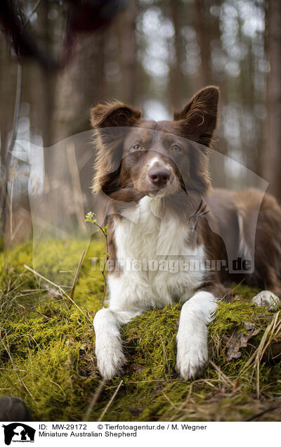 Miniature Australian Shepherd / Miniature Australian Shepherd / MW-29172