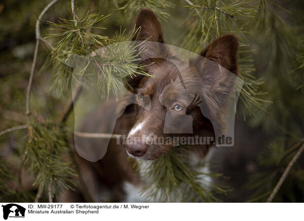 Miniature Australian Shepherd / Miniature Australian Shepherd / MW-29177