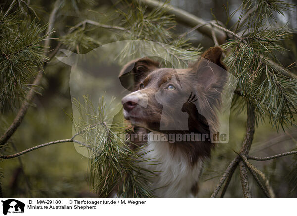Miniature Australian Shepherd / Miniature Australian Shepherd / MW-29180