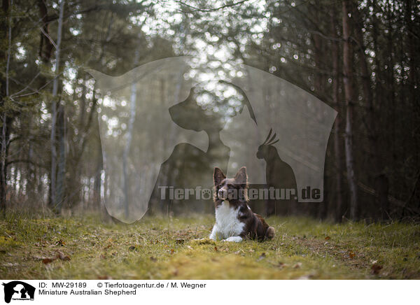 Miniature Australian Shepherd / Miniature Australian Shepherd / MW-29189