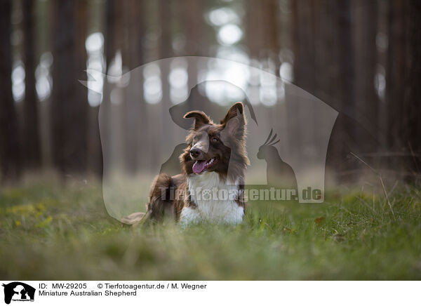 Miniature Australian Shepherd / MW-29205