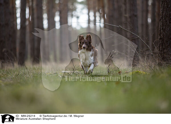 Miniature Australian Shepherd / MW-29214