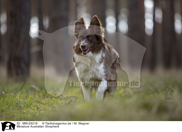 Miniature Australian Shepherd / MW-29218