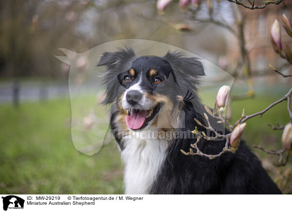 Miniature Australian Shepherd / Miniature Australian Shepherd / MW-29219